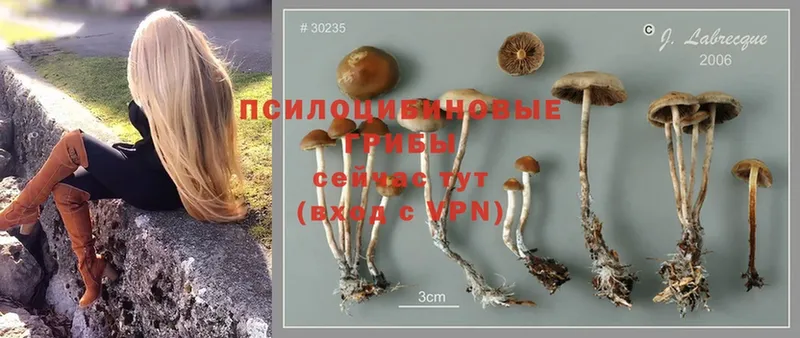 Галлюциногенные грибы Cubensis  Боровск 